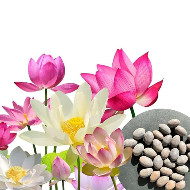 30 semi di fiori di loto premium mix 3 colori bonsai acquatico per vaso da giardino