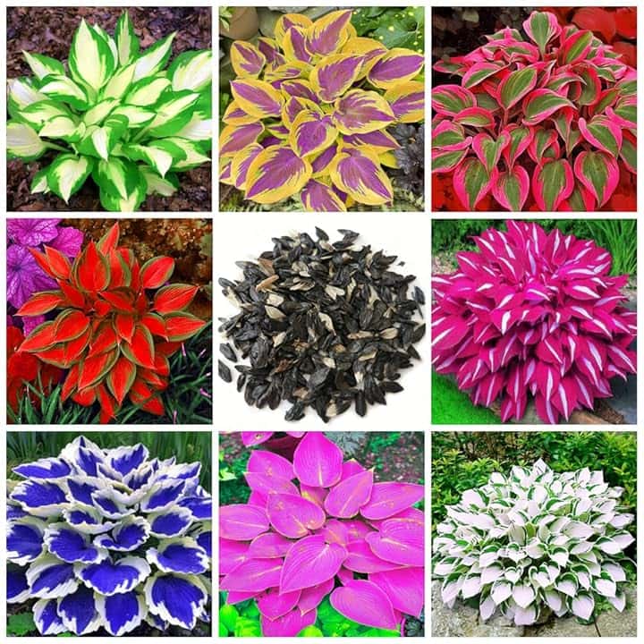 200+ Mix Hosta - Bassa manutenzione e alto valore ornamentale
