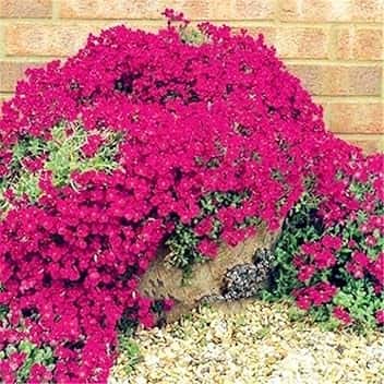 Semi Di Aubrieta timo strisciante, Seme Aubretia fiori Perenni per Giardino Roccioso, crescione rosa, Resistenti al Freddo, 500 Semi, Aubrieta seeds