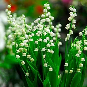 Bulbi da Fiore | Bulbi provenienti dai migliori produttori Olandesi | Esclusiva selezione e controllo qualità | Fioritura garantita. (5 Rizomi di Mughetto - Convallaria Majalis)