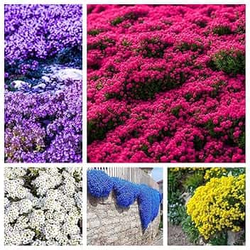 50.000 semi, miscela di semi di timo strisciante, senza OGM, perenni e resistenti all'inverno, per piantagione ornamentale all'aperto, purificante l'aria.