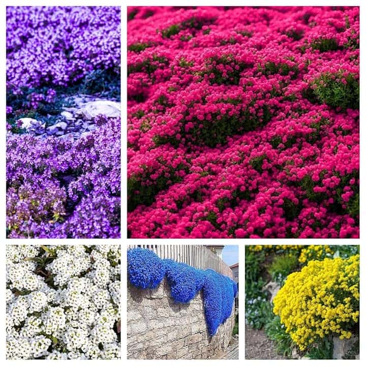 50.000 semi, miscela di semi di timo strisciante, senza OGM, perenni e resistenti all'inverno, per piantagione ornamentale all'aperto, purificante l'aria.