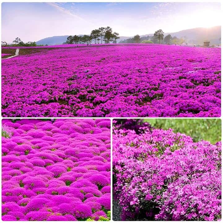 10000 Timo rosso perenne seme di copertura del terreno - Non OGM Creeping per la semina