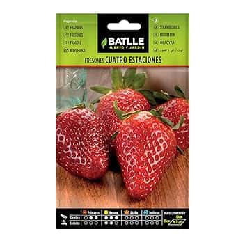 Battle - Semi Aromatici Fragole 4 Stagioni (Piante 10 x15 Cm)