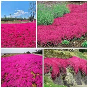 20000+ Timo Strisciante rosso per piantare all'aperto, giardino, Per la copertura del prato