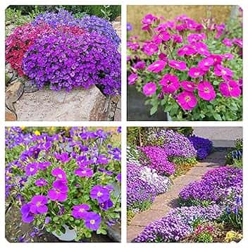 Semi Di Aubrieta Crescione, Seme Aubretia fiori Perenni per Giardino Roccioso, Multicolore, Resistenti al Freddo, 500 Semi, Aubrieta seeds