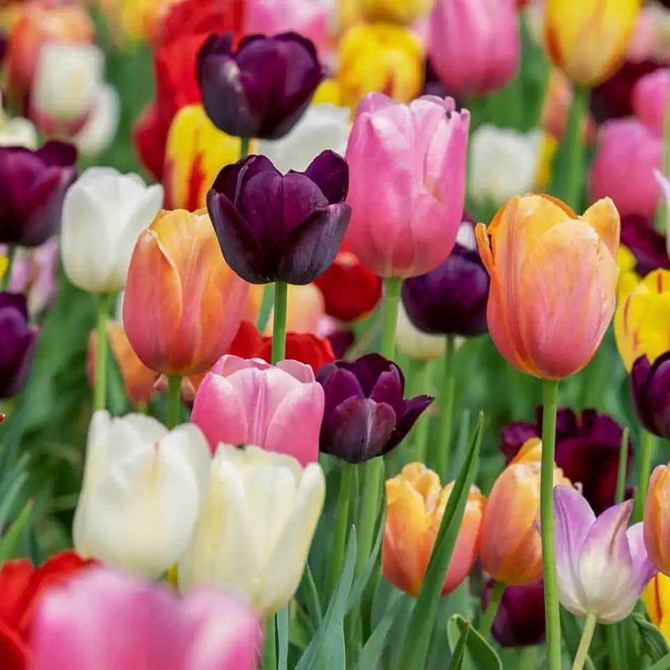 acquaverde | 30 Bulbi di Tulipano Triumph Mix, Tulipani di Prima scelta Olandesi, Fiori Multicolore Profumati per Giardino, Vaso, Fioriera e Aiuola