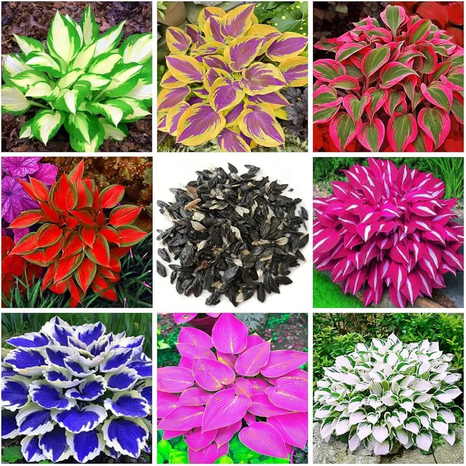 200+ Mix Hosta - Bassa manutenzione e alto valore ornamentale