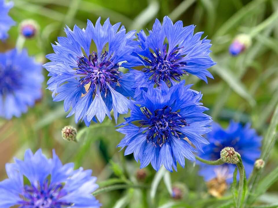 1000 semi fiordaliso blu Centaurea cyanus fiore prato ape pascolo fiore selvatico