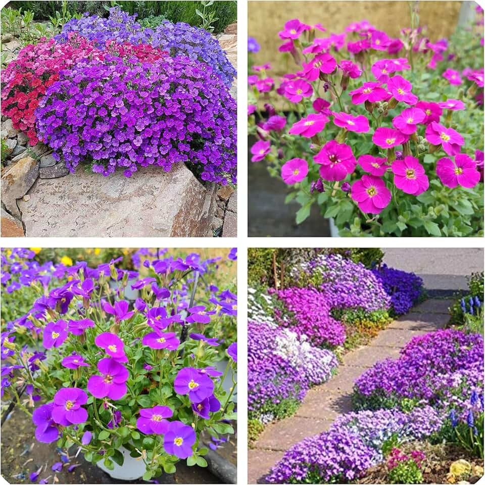 Semi Di Aubrieta Crescione, Seme Aubretia fiori Perenni per Giardino Roccioso, Multicolore, Resistenti al Freddo, 500 Semi, Aubrieta seeds