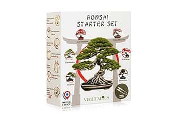 Set completo di 6 Bonsai con semi e accessori - Made in France - Idea regalo originale per donna e uomo per la tua casa o il giardino. Ideale per Natale o Secret Santa