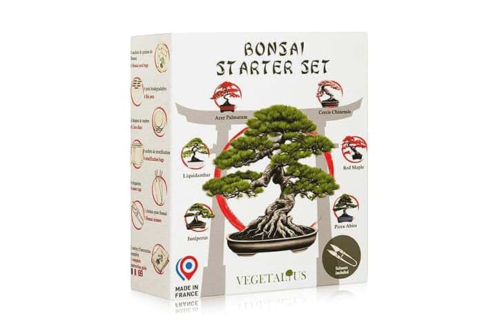 Set completo di 6 Bonsai con semi e accessori - Made in France - Idea regalo originale per donna e uomo per la tua casa o il giardino. Ideale per Natale o Secret Santa