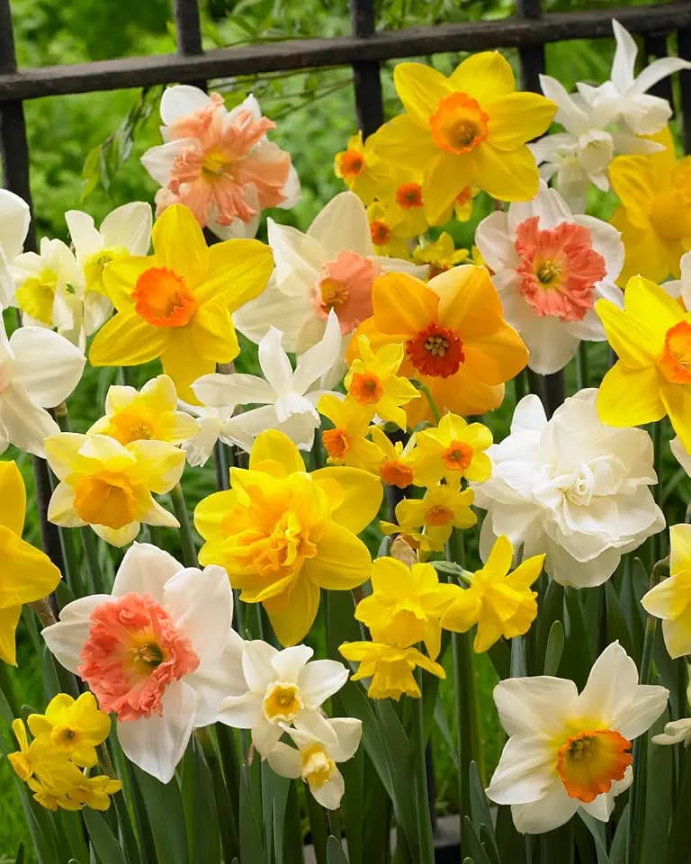 15 X Narcisi Misti - Daffodil Mix - Bulbi Alta Qualità (15)