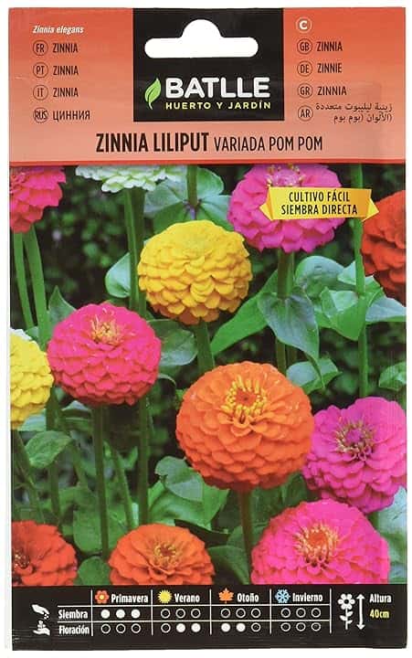 Semillas Batlle Battle - Semi di Zinnia Liliput variegata PON PON