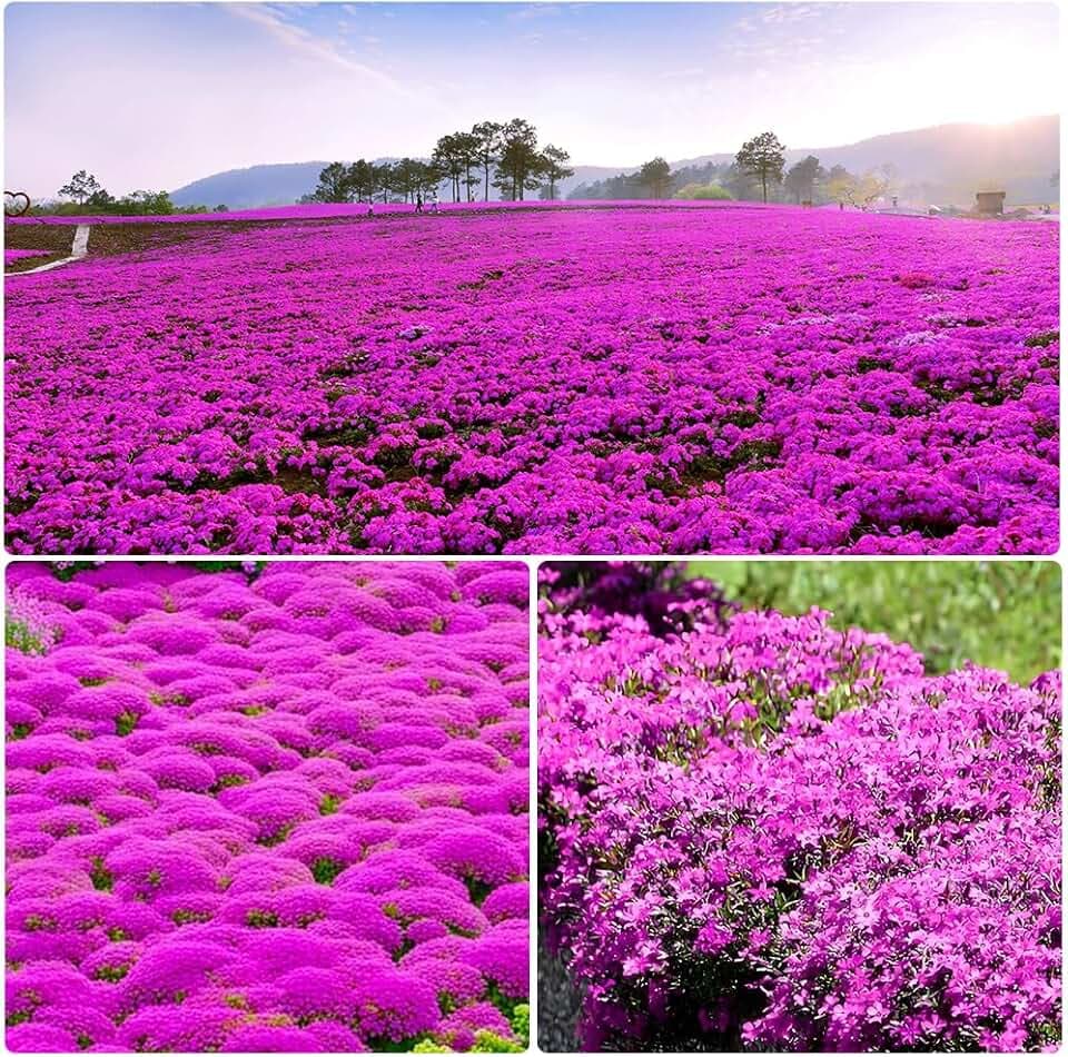 10000 Timo rosso perenne seme di copertura del terreno - Non OGM Creeping per la semina